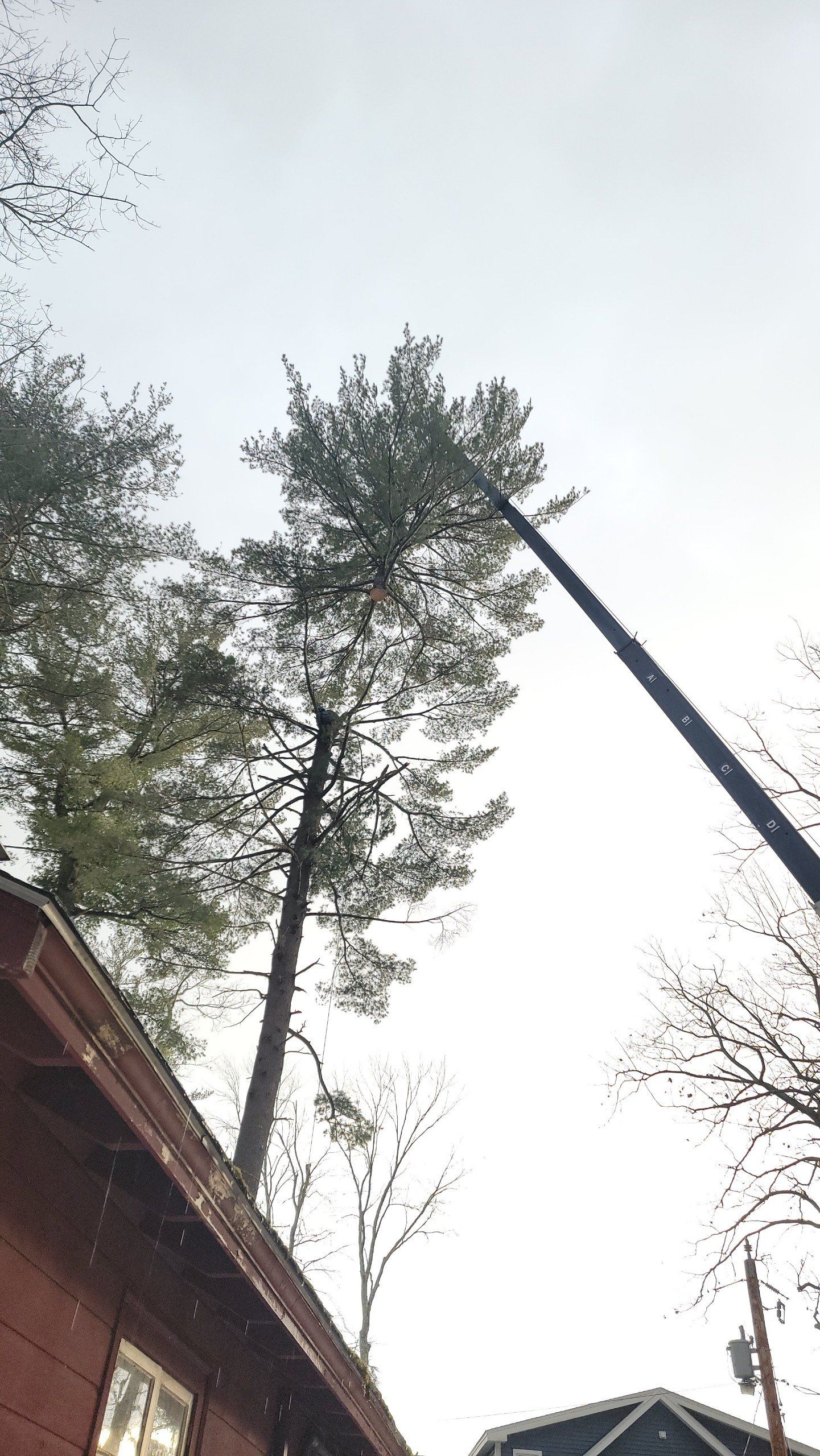 Tree Removal — Salem, NH — Aspen Tree Service