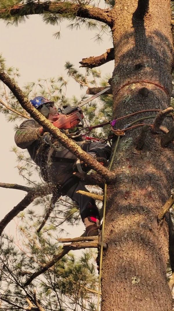Expert Working on Removing a Tree Branch — Salem, NH — Aspen Tree Service