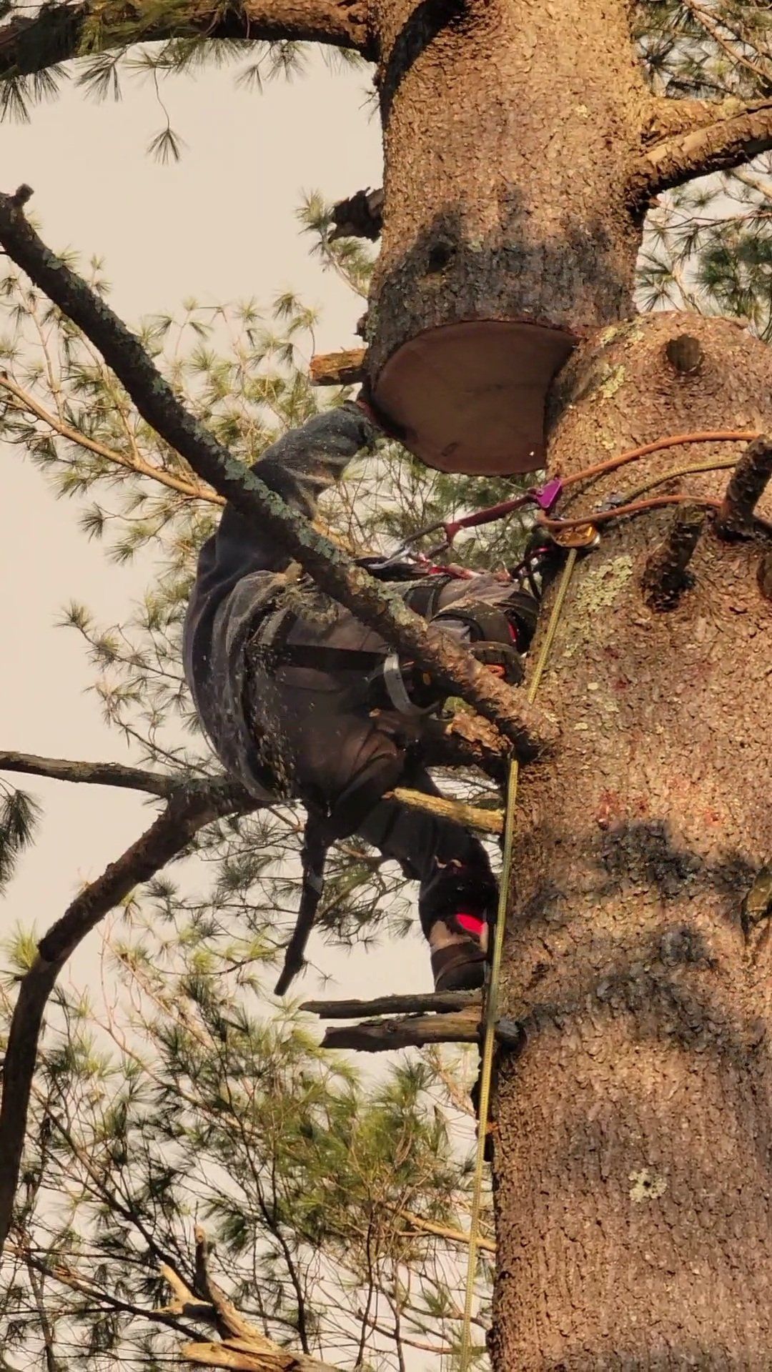 Expert Cutting Tree Branch — Salem, NH — Aspen Tree Service